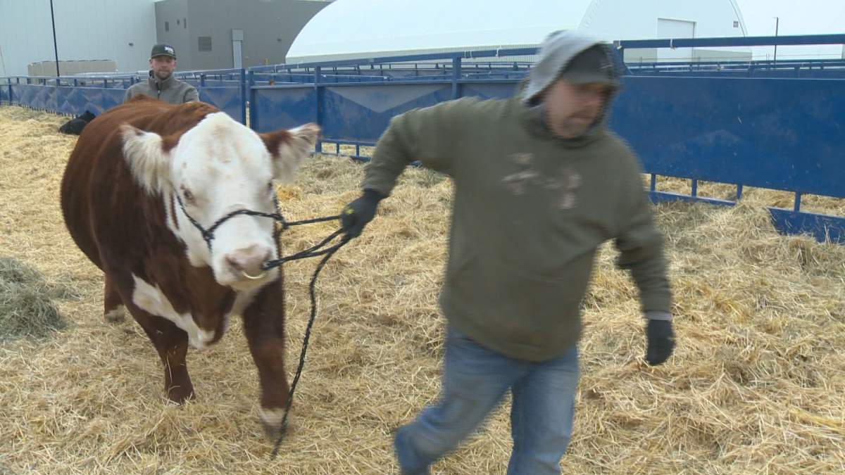 Hundreds of exhibitors were loading up their animals and rolling out of the Queen City on Sunday, as the 47th annual Canadian Western Agribition is now in the books. 