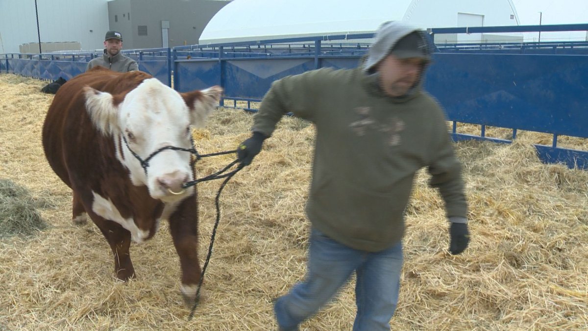 Hundreds of exhibitors were loading up their animals and rolling out of the Queen City on Sunday, as the 47th annual Canadian Western Agribition is now in the books. 