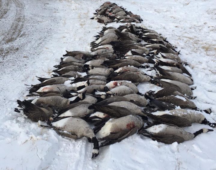 Nearly 100 dead geese were discovered north of Taber.