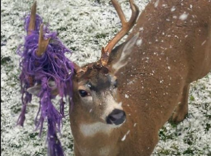 ‘Hammy’ the deer with a hammock stuck in his antlers now freed in northern B.C. - image