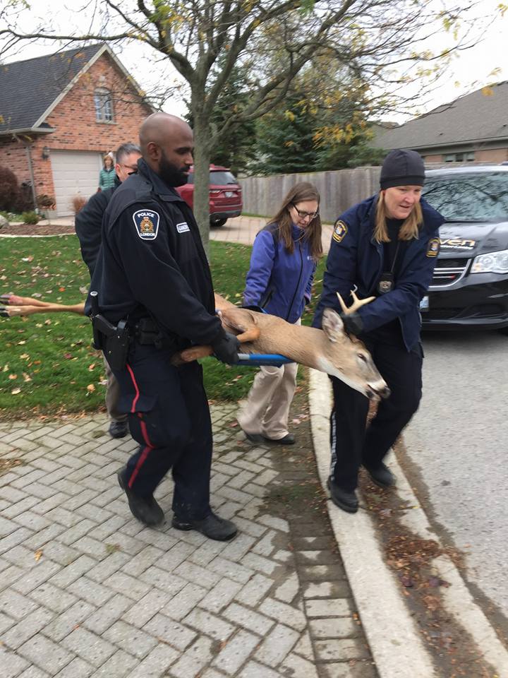 The deer's rescue became a joint effort by Salthaven Wildlife Rehabilitation Centre, London Animal Care Centre, London Police, and Western University's vet services.