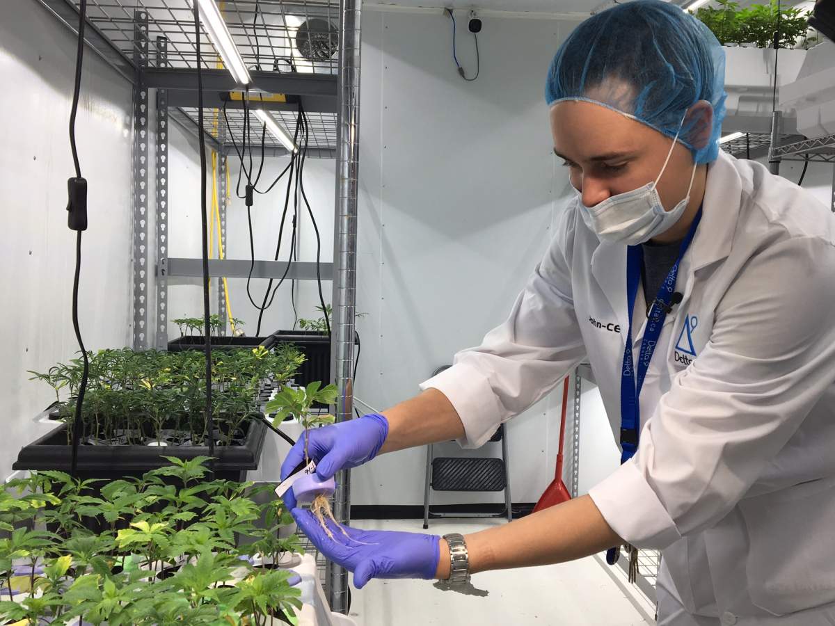 Delta 9 CEO, John Arbuthnot, seen here giving Global News a tour of the company's Winnipeg-based production facility, said Monday the company is laying of roughly 40 per cent of staff at the facility.