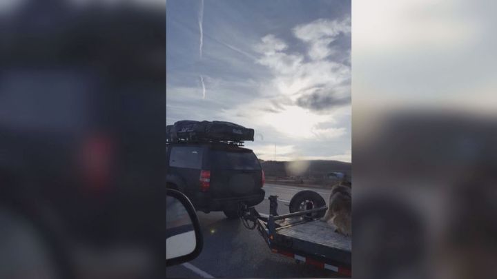 A man has been fined after a photo showing a dog being towed on a flatbed trailer was posted posted on Facebook.