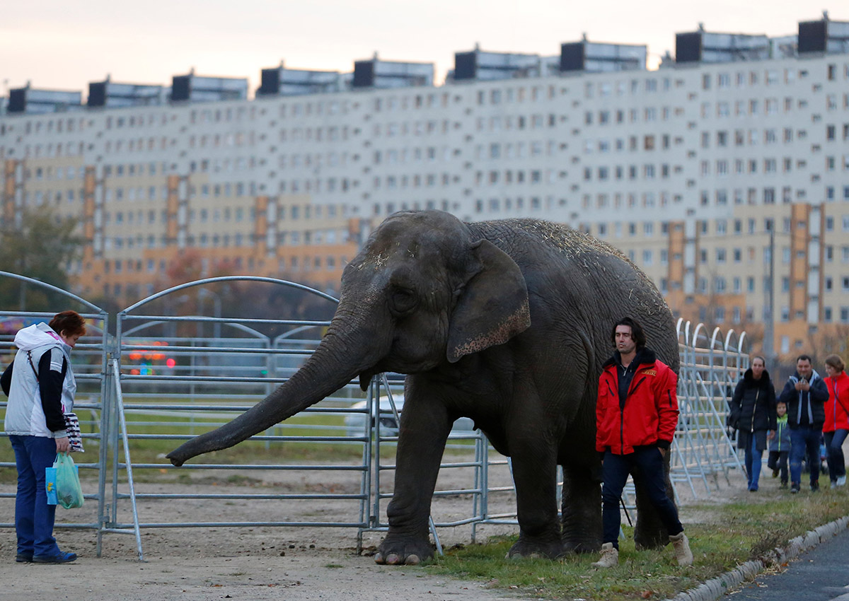 Sandra, a 42-year-old elephant who took up painting with her trunk a few months ago, walks alongside her owner, Florian Richter, in Budapest, Hungary November 1, 2017. Picture taken November 1, 2017.