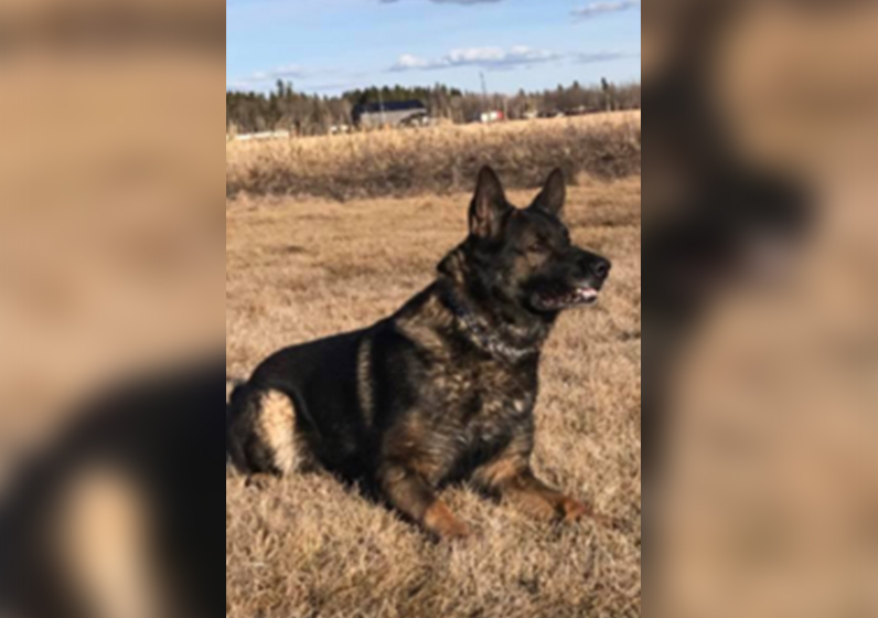 Police Dog Enzo led rescuers to a pair of lost hunters near Marchand, Manitoba. 