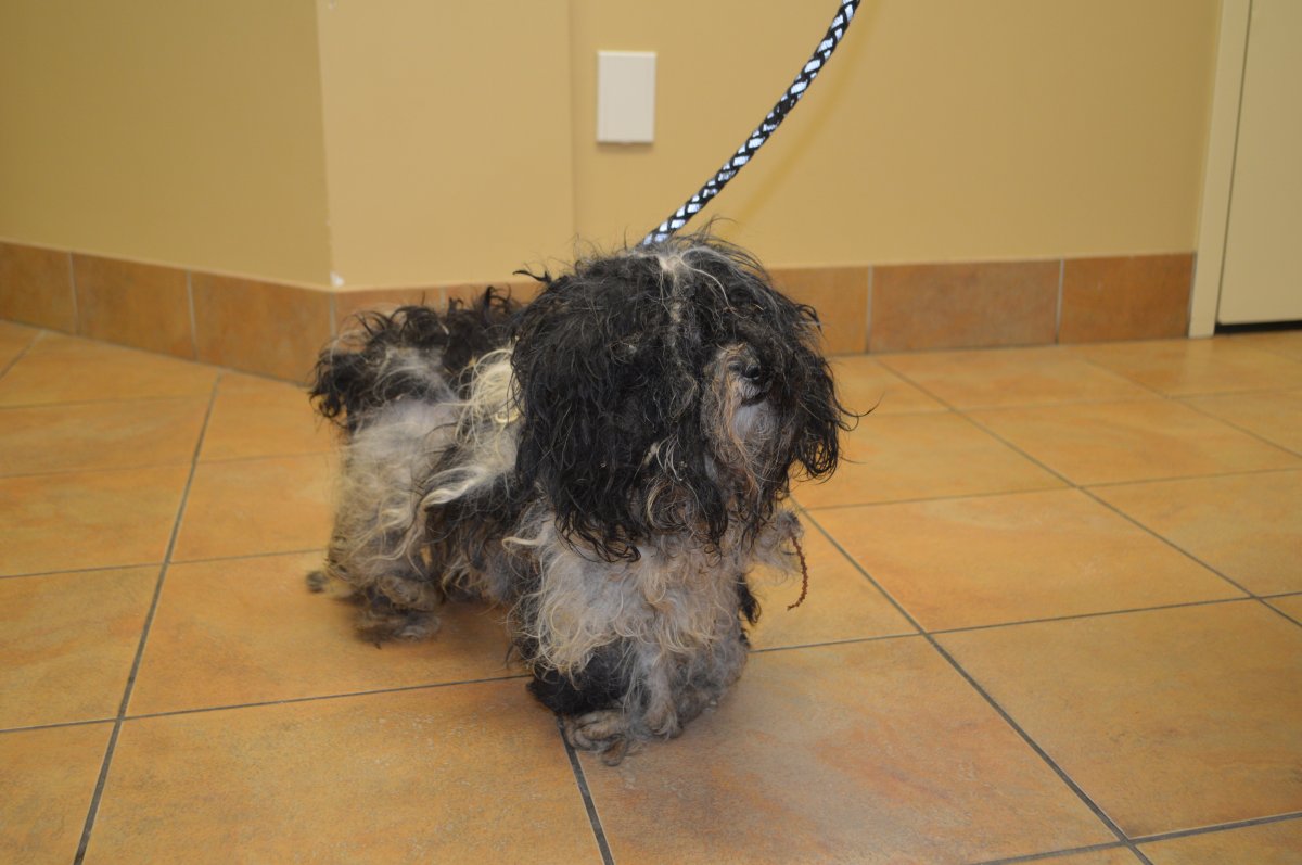 Guelph Humane Society found the three dogs in Centre Wellington on Nov. 6.