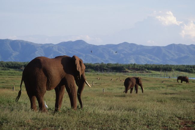 African bush elephants Zimbabwe.
