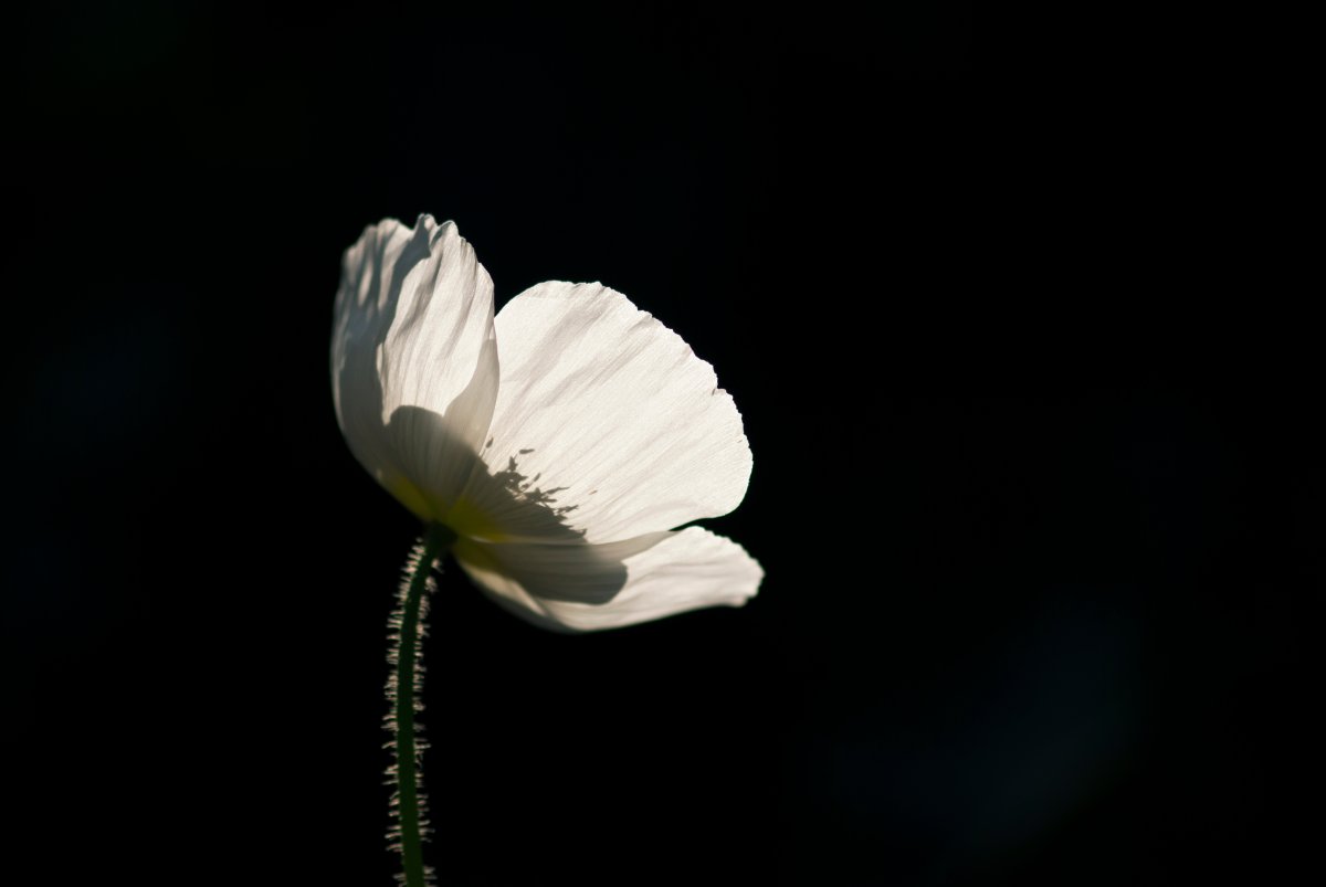 The white poppy denotes peace. 