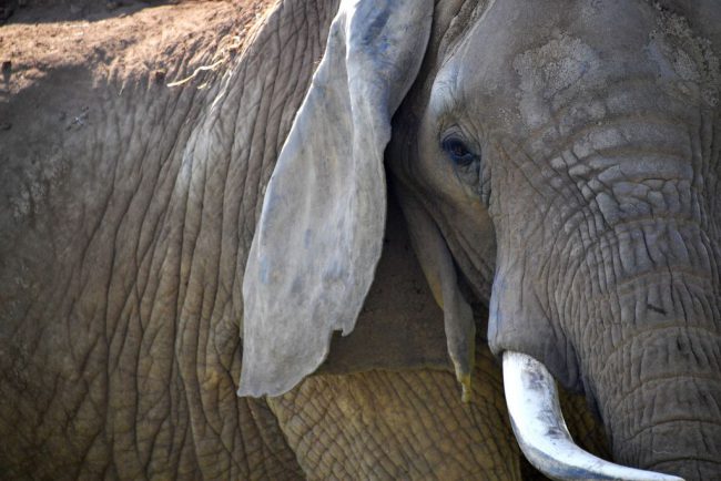 Animal rights group asks Connecticut court to recognize zoo elephants as persons - image