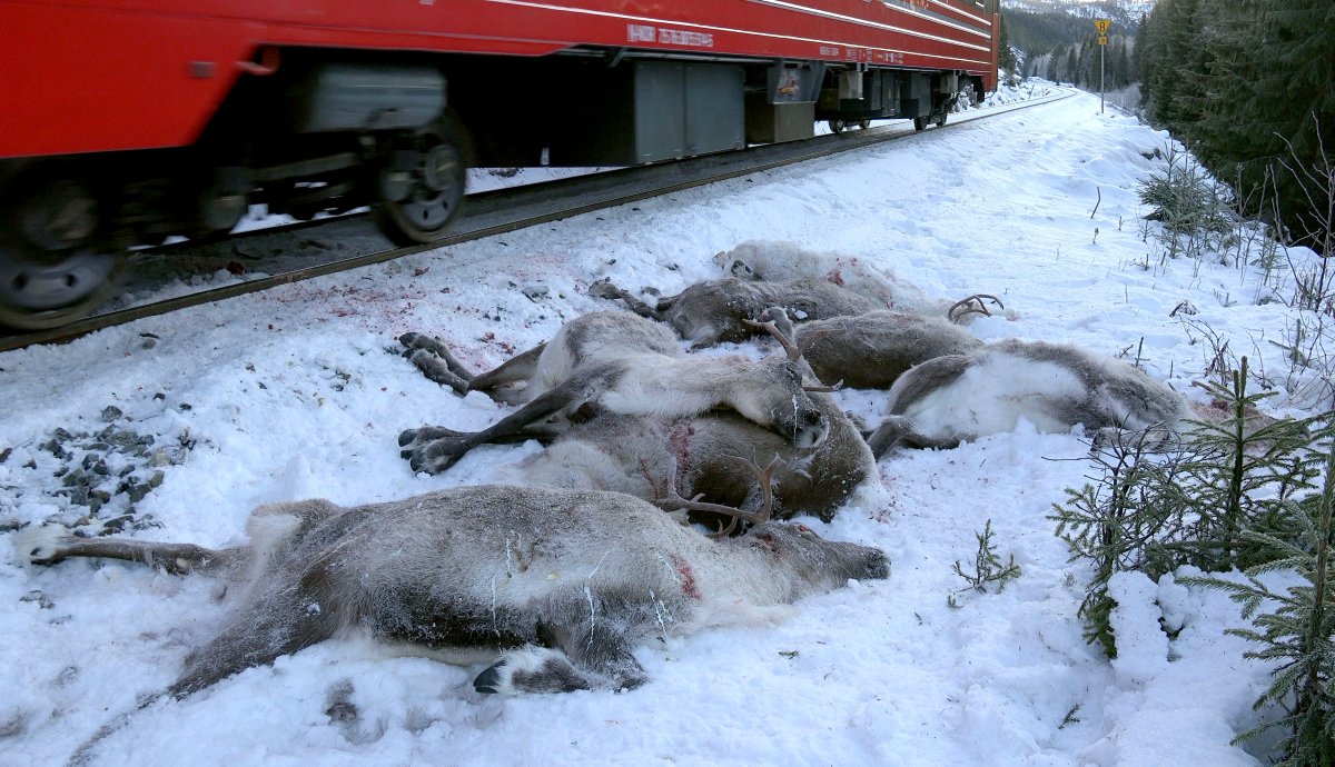 More than 100 reindeer have been hit by trains and were killed in several incidents in Northern Norway over the past few days.