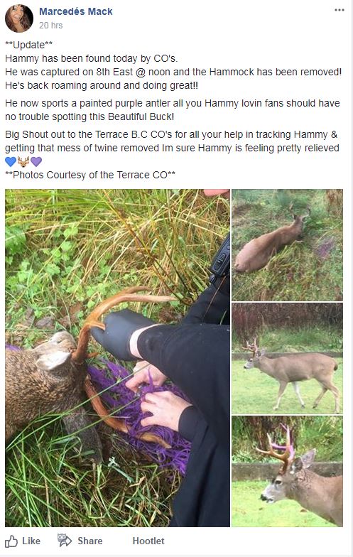 ‘Hammy’ the deer with a hammock stuck in his antlers now freed in northern B.C. - image