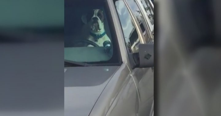 This dog is not impressed.