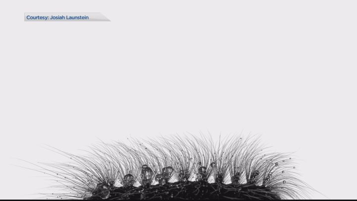 Josiah Launstein’s photo of a monkey moth caterpillar which earned him a finalist award in the 11-14 category of the 2017 Wildlife Photographer of the Year competition.