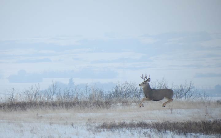 Ken Johnson took this Nov. 21 Your Saskatchewan photo near Vonda.