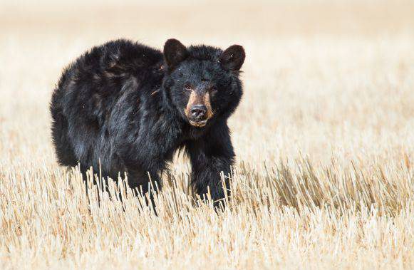 A local wildlife biologist is trying to get a temporary shelter for an injured bear that’s captured public attention in the Redwood Meadows area west of Calgary.