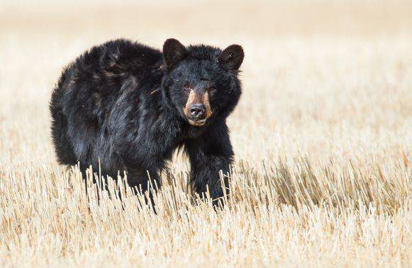 A photo of an injured black bear spotted west of Calgary.
