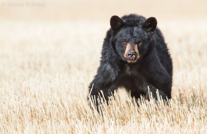 A photo of an injured black bear spotted over a month ago west of Calgary.