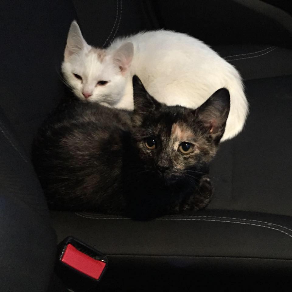 Two kittens Rodney Day said he saw thrown from a vehicle in central Alberta on Wednesday, Nov. 15, 2017.