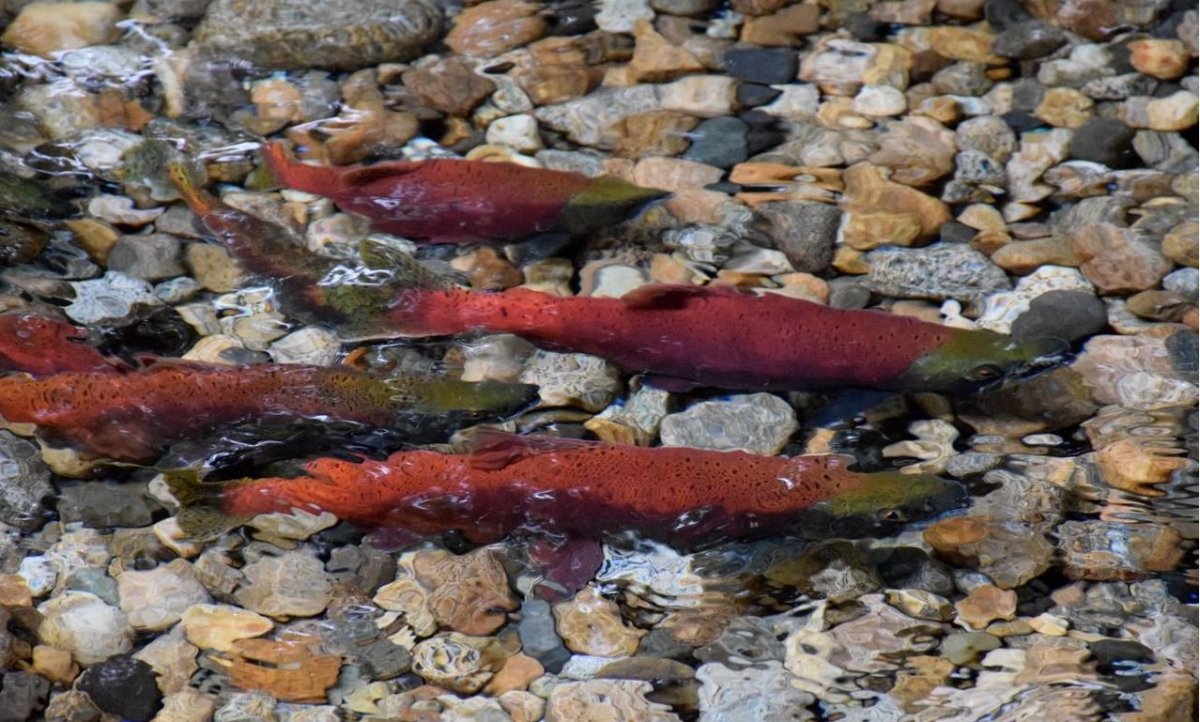 Kokanee salmon spawning in a creek.