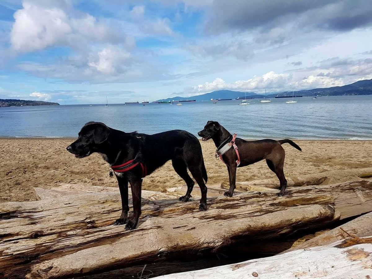 are dogs allowed at kits beach