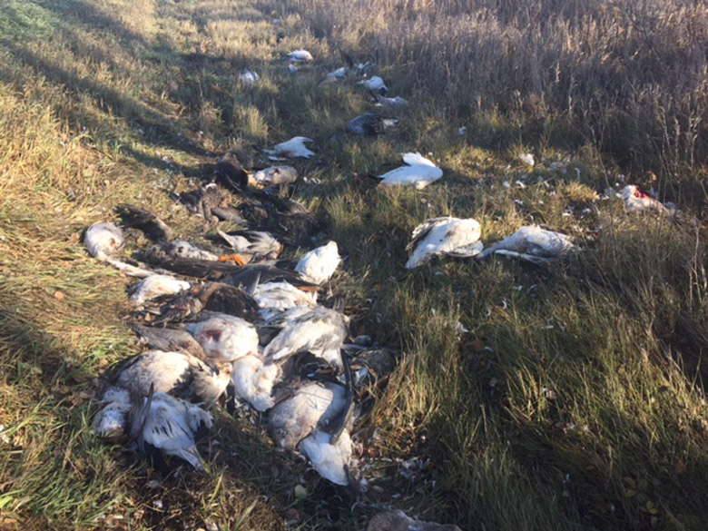 Over 70 migratory birds, including snow geese and ducks, were shot and left to rot near Unity, Sask.
