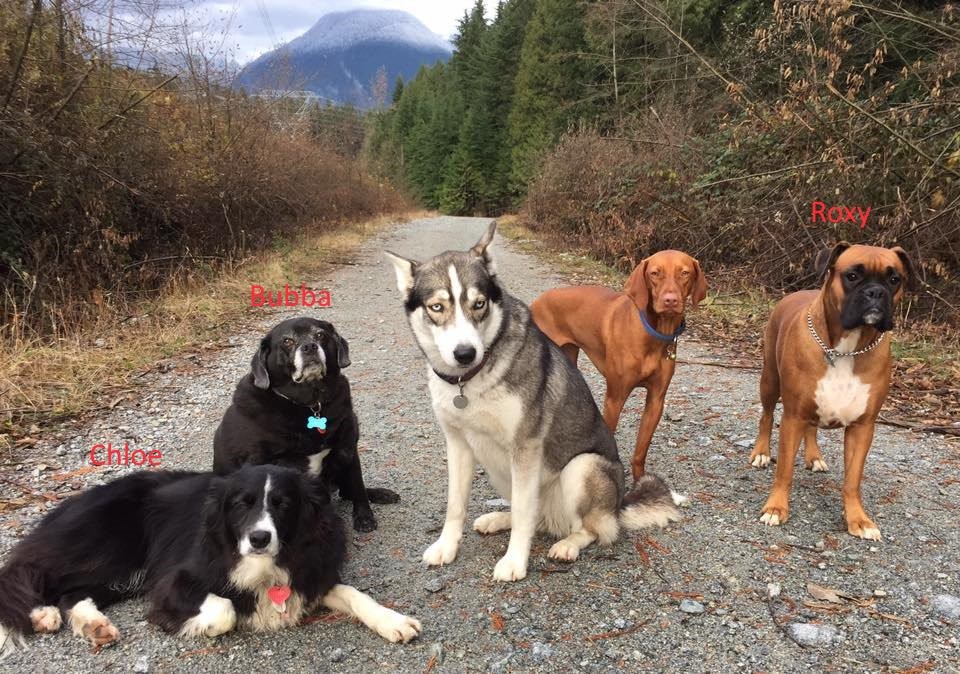 The three named dogs were also missing along with Annette Poitras.