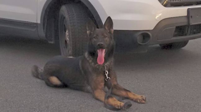 One-year-old German shepherd, Morgan, will be the newest canine to join Halifax Regional Police.