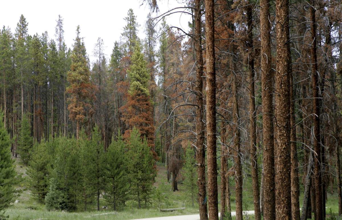 FILE – Pine trees in the White River National Forest near Frisco, Colo., glow rusty red after being killed by the mountain pine beetle in this July 5, 2005, file photo.