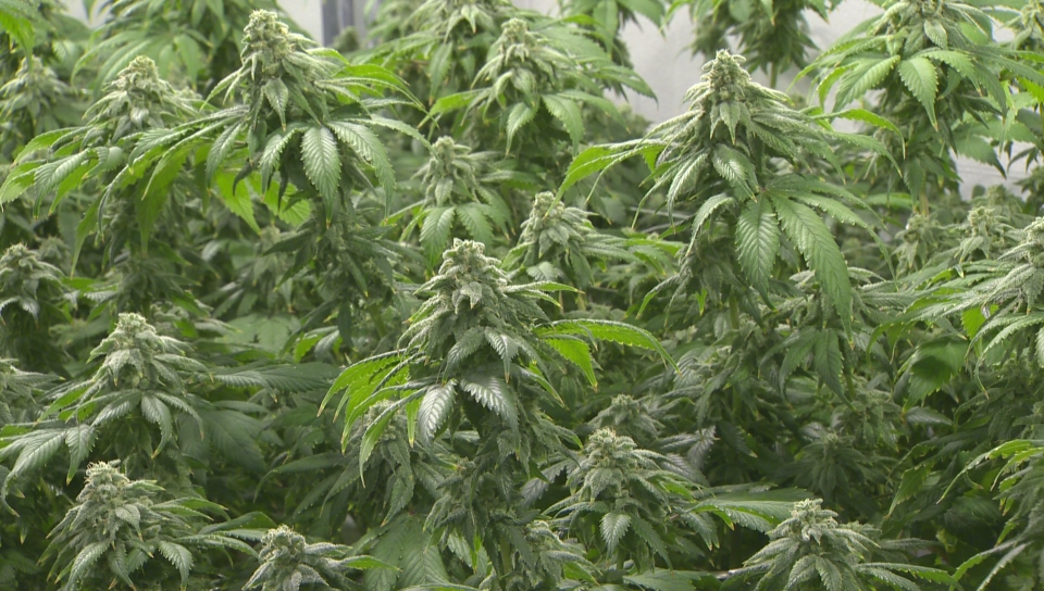 Still many unanswered questions in Sask. when it comes to marijuana legalization - image