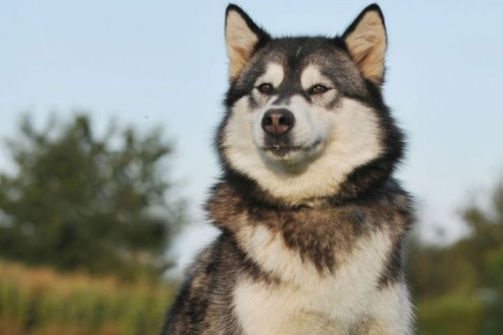 Police in St. Thomas had asked area residents to keep an eye out for a dog named Nitro, similar to the one in the stock photo above, provided by the St. Thomas Police Service.