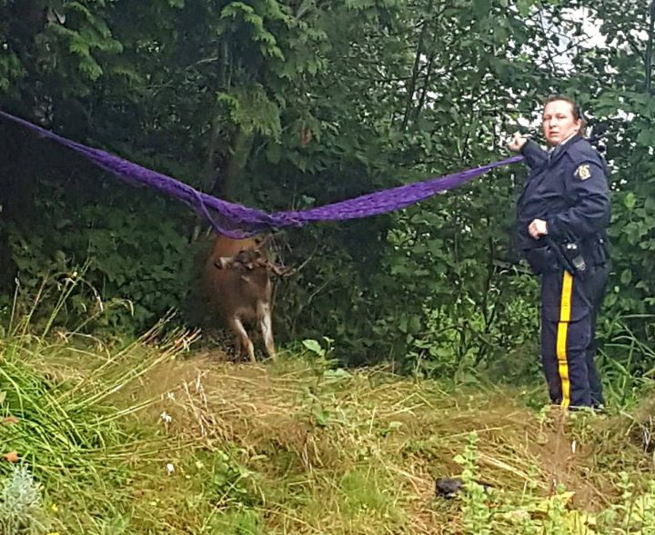 ‘Hammy’ the deer with a hammock stuck in his antlers now freed in northern B.C. - image