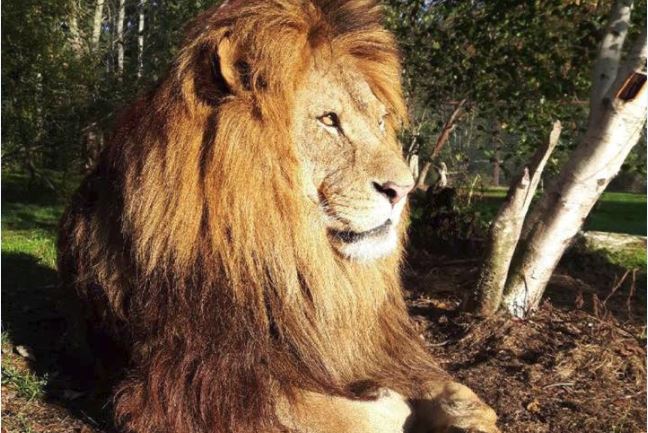 Oaklawn Farm Zoo in Aylesford, N.S. says their four-year-old African lion, Obi, is in renal failure and in poor health.