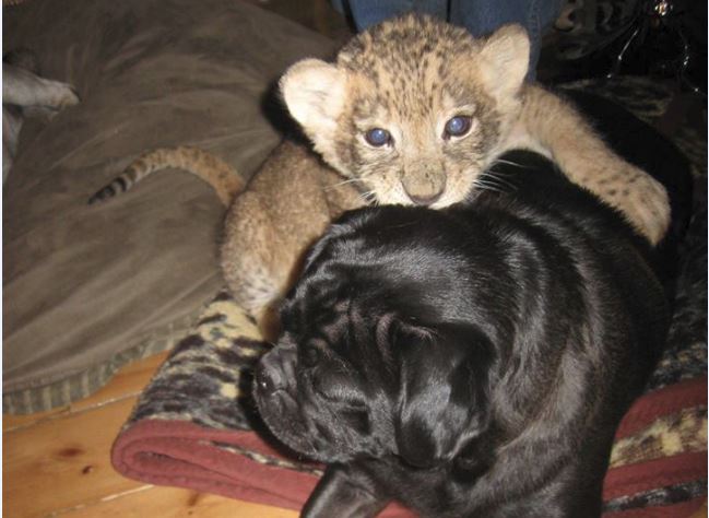 Obi is seen in this 2013 photo on the zoo’s Facebook page as a cub hanging out with a pug.