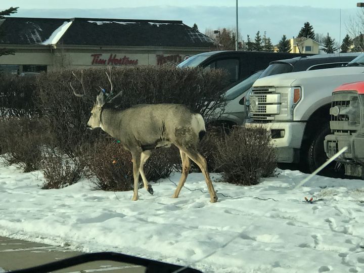 A deer apparently got itself tangled in some Christmas lights then went for a walk through Okotoks on Nov. 19.