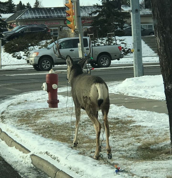 The deer was spotted on Main Street in Okotoks.