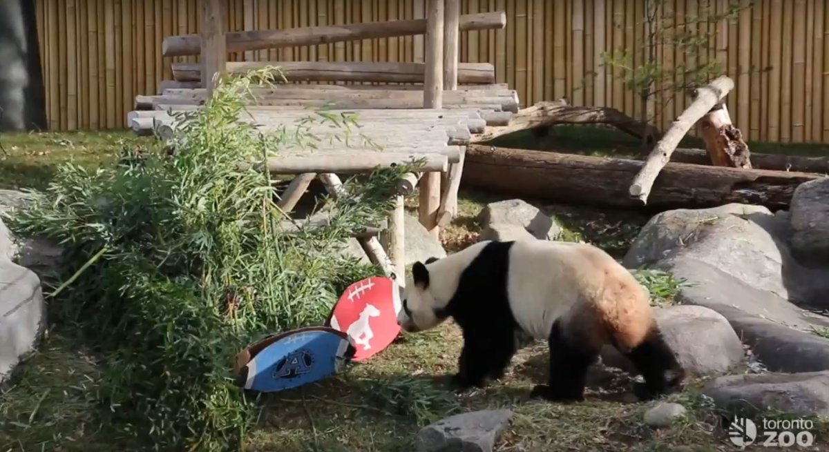 The Toronto Zoo had one of its giant pandas predict Sunday's Grey cup winner on Friday, Nov. 24, 2017.