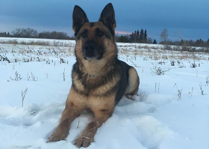 A police dog helped arrest a driver after an SUV crashed into a Prince Albert house on Halloween.