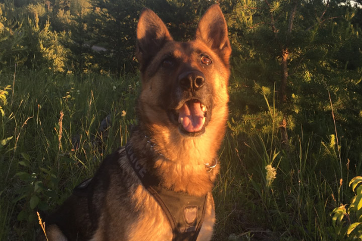 Prince Albert police dog Daxa tracked down a man accused of stealing a car left running unattended.