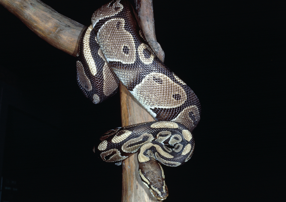 File image of a ball python. Police in Peterborough report a similar python is missing and last seen in the downtown area.