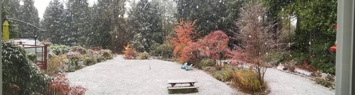 Snow falling in Roberts Creek, B.C. on Nov. 2, 2017.