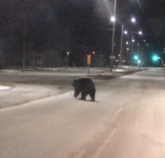 This bear was spotted on an otherwise empty Steinbach Street Sunday. 
