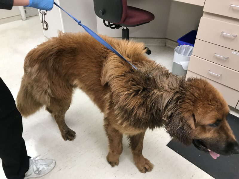 The BC SPCA is looking for the owner of this Tibetan mastiff, which was hit by a truck in Mission and shows signs of neglect.