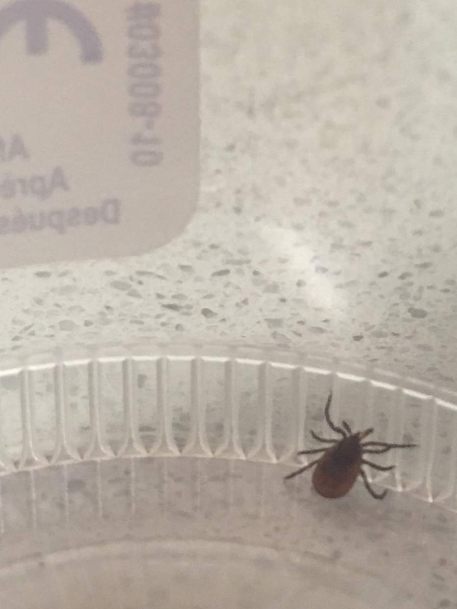 The tick Kathleen Provost found in Cobourg.