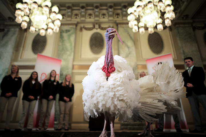 Drumstick and Wishbone, the National Thanksgiving Turkey and its alternate 'wingman,' are introduced during an event hosted by The National Turkey Federation at the Williard InterContinental November 20, 2017 in Washington, DC. 
