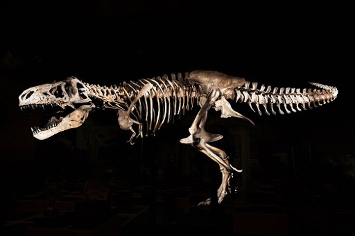 The Tyrannosaurus rex is expected to become Saskatchewan's provincial fossil.
