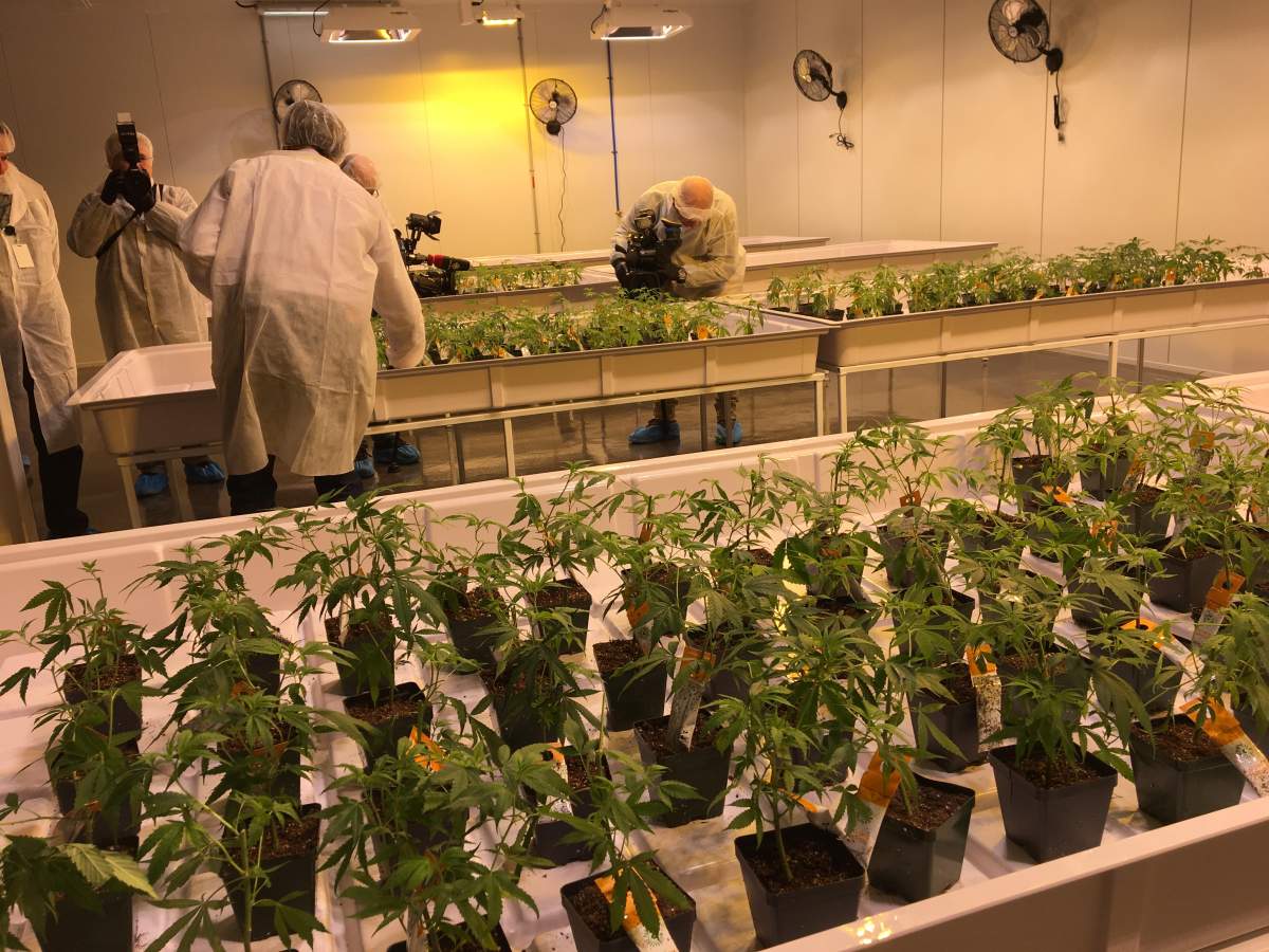 The “mother room” at the new Aurora Vie marijuana production facility in Pointe-Claire. Nov 24, 2017.