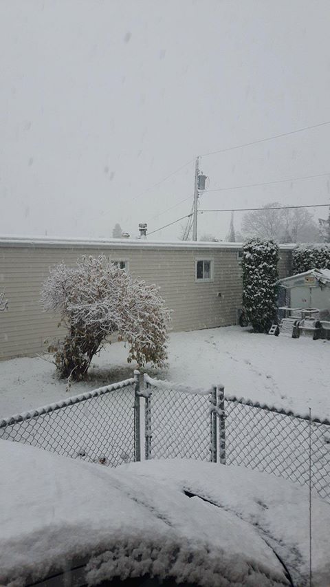 A yard in the Vedder Crossing area of Chilliwack on Nov. 2, 2017.