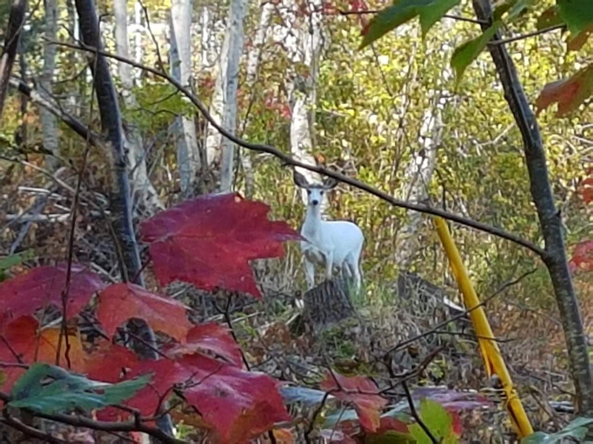 A New Brunswick MLA was able to catch a glimpse of a unique deer.