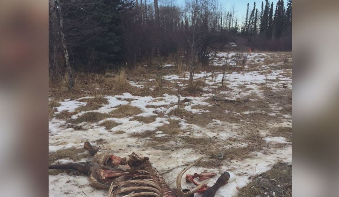 Poached elk found near Sundre, Alta. prompts government call for information - image