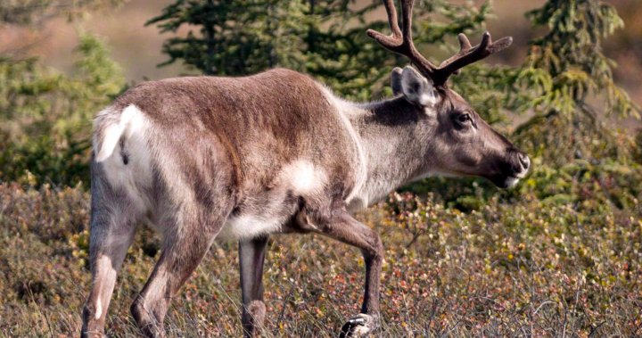 Threatened Quebec caribou herd expecting up to 12 calves this year